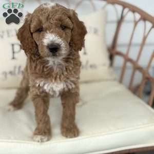 Cooper, Standard Poodle Puppy