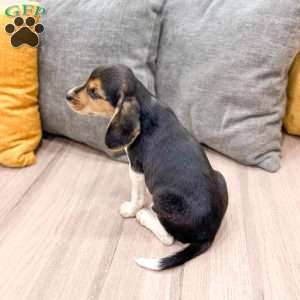 Zeke, Beagle Puppy