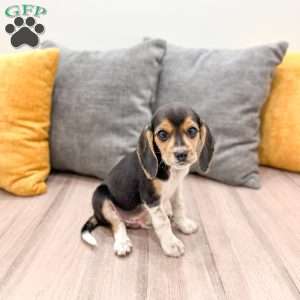 Zeke, Beagle Puppy