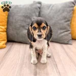 Zeke, Beagle Puppy
