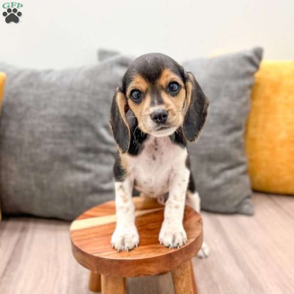 Zeke, Beagle Puppy