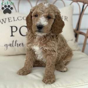 Willow, Standard Poodle Puppy