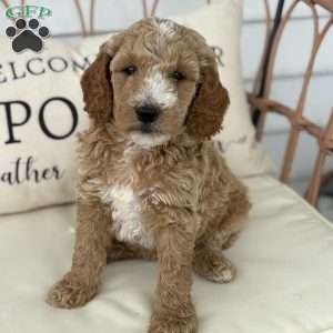 Willow, Standard Poodle Puppy