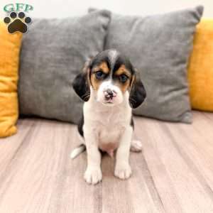 Jace, Beagle Puppy
