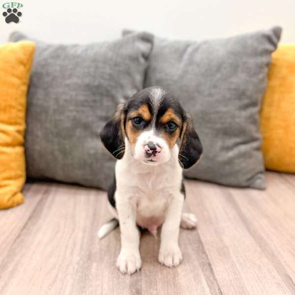 Jace, Beagle Puppy