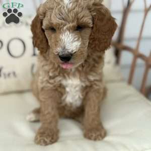 Willow, Standard Poodle Puppy