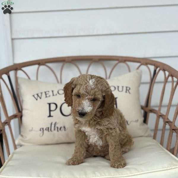 Willow, Standard Poodle Puppy