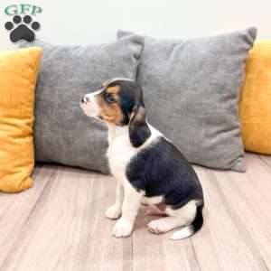 Jace, Beagle Puppy