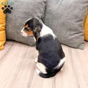 Jace, Beagle Puppy
