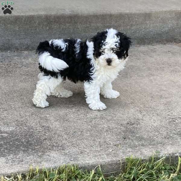 Spirit, Mini Bernedoodle Puppy