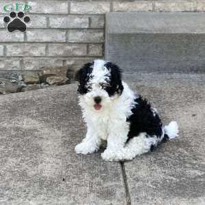 Spirit, Mini Bernedoodle Puppy