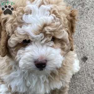 Goldie, Mini Bernedoodle Puppy