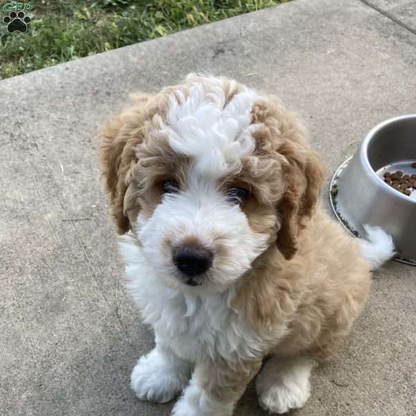 Duke, Mini Bernedoodle Puppy