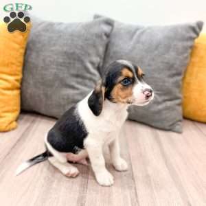 Jace, Beagle Puppy