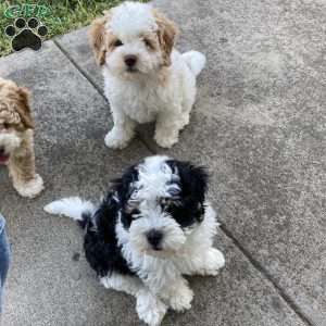 Cuddles, Mini Bernedoodle Puppy