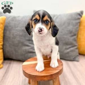 Jace, Beagle Puppy