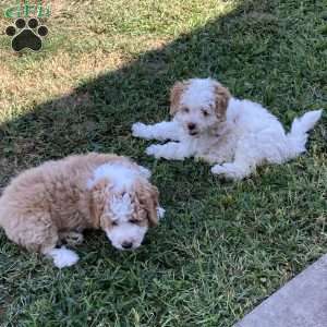 Cuddles, Mini Bernedoodle Puppy