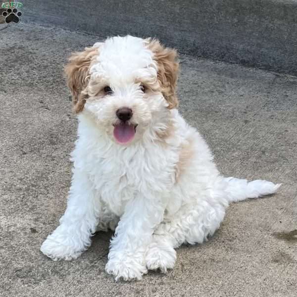 Cuddles, Mini Bernedoodle Puppy