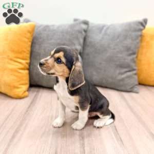 Bryce, Beagle Puppy