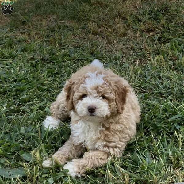 Goldie, Mini Bernedoodle Puppy