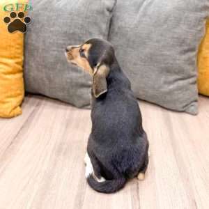 Bryce, Beagle Puppy