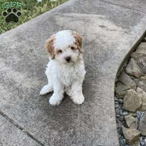 Cuddles, Mini Bernedoodle Puppy