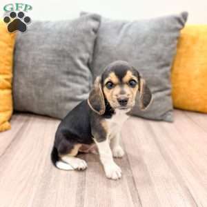Bryce, Beagle Puppy