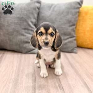 Bryce, Beagle Puppy