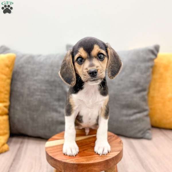 Bryce, Beagle Puppy