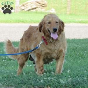 Dolly, Golden Retriever Puppy