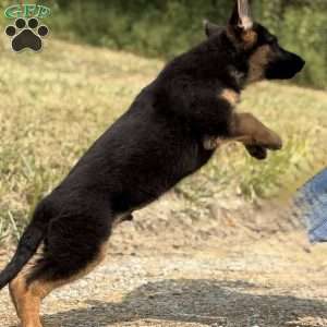 Lonnie, German Shepherd Puppy