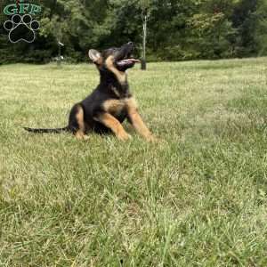 Libby, German Shepherd Puppy