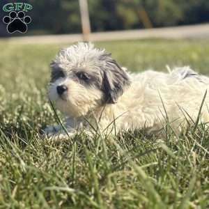Diane, Maltipoo Puppy