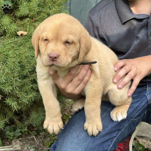 Buddy, Fox Red Labrador Retriever Puppy