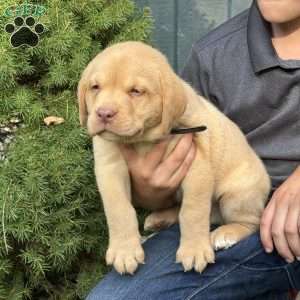 Buddy, Fox Red Labrador Retriever Puppy