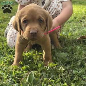 Minnie, Fox Red Labrador Retriever Puppy