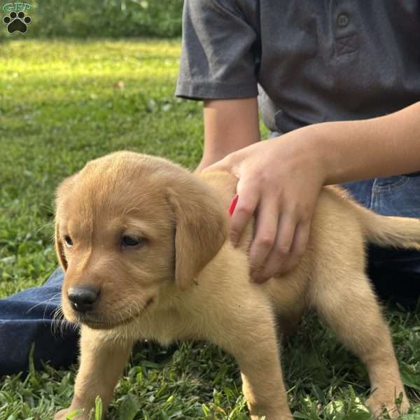 Barrett, Fox Red Labrador Retriever Puppy