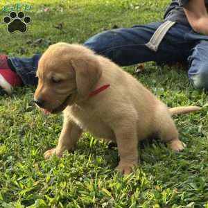 Barrett, Fox Red Labrador Retriever Puppy