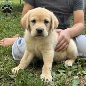 Callie, Fox Red Labrador Retriever Puppy