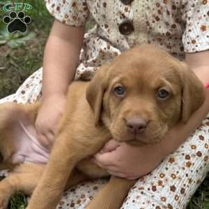 Minnie, Fox Red Labrador Retriever Puppy