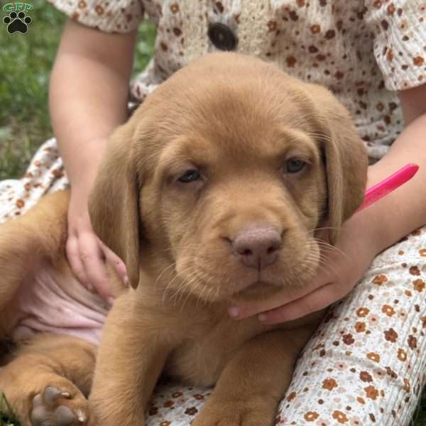 Minnie, Fox Red Labrador Retriever Puppy