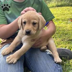 Ford, Fox Red Labrador Retriever Puppy