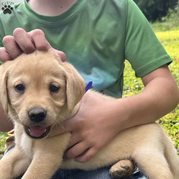 Ford, Fox Red Labrador Retriever Puppy