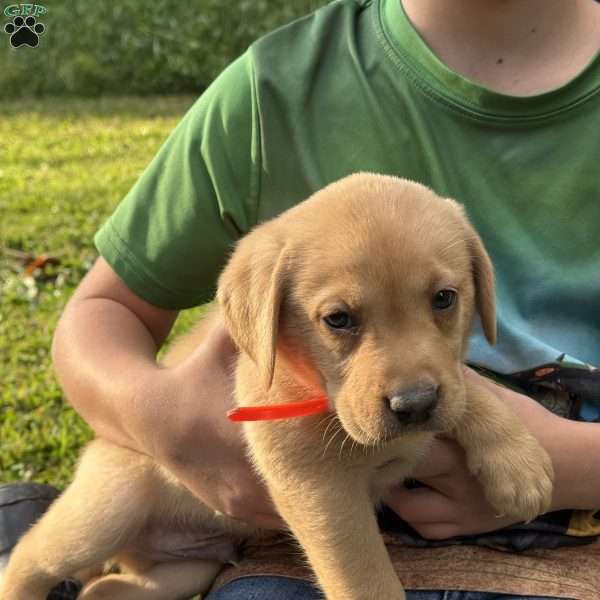 Ryder, Fox Red Labrador Retriever Puppy