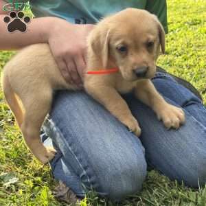 Ryder, Fox Red Labrador Retriever Puppy