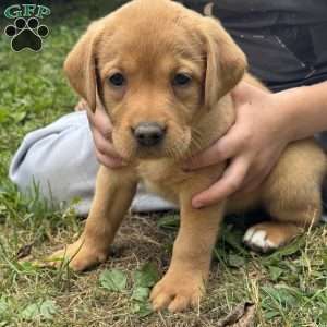 Cookie, Fox Red Labrador Retriever Puppy