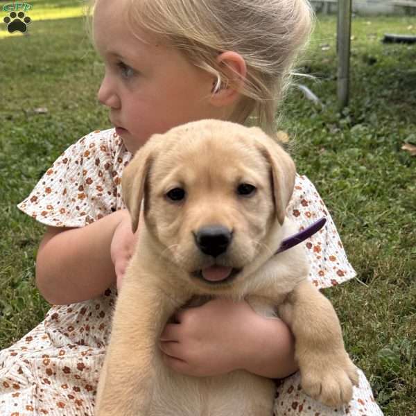 Daisy, Fox Red Labrador Retriever Puppy