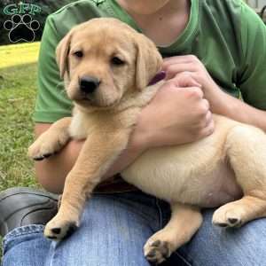 Daisy, Fox Red Labrador Retriever Puppy
