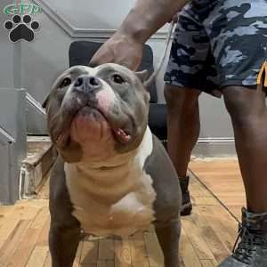 Glorilla, American Bully Puppy