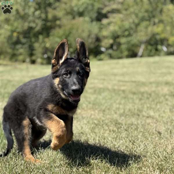 Libby, German Shepherd Puppy
